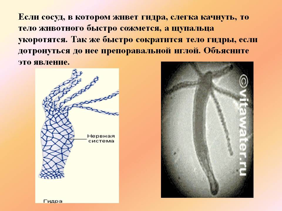 Где можно купить гашиш